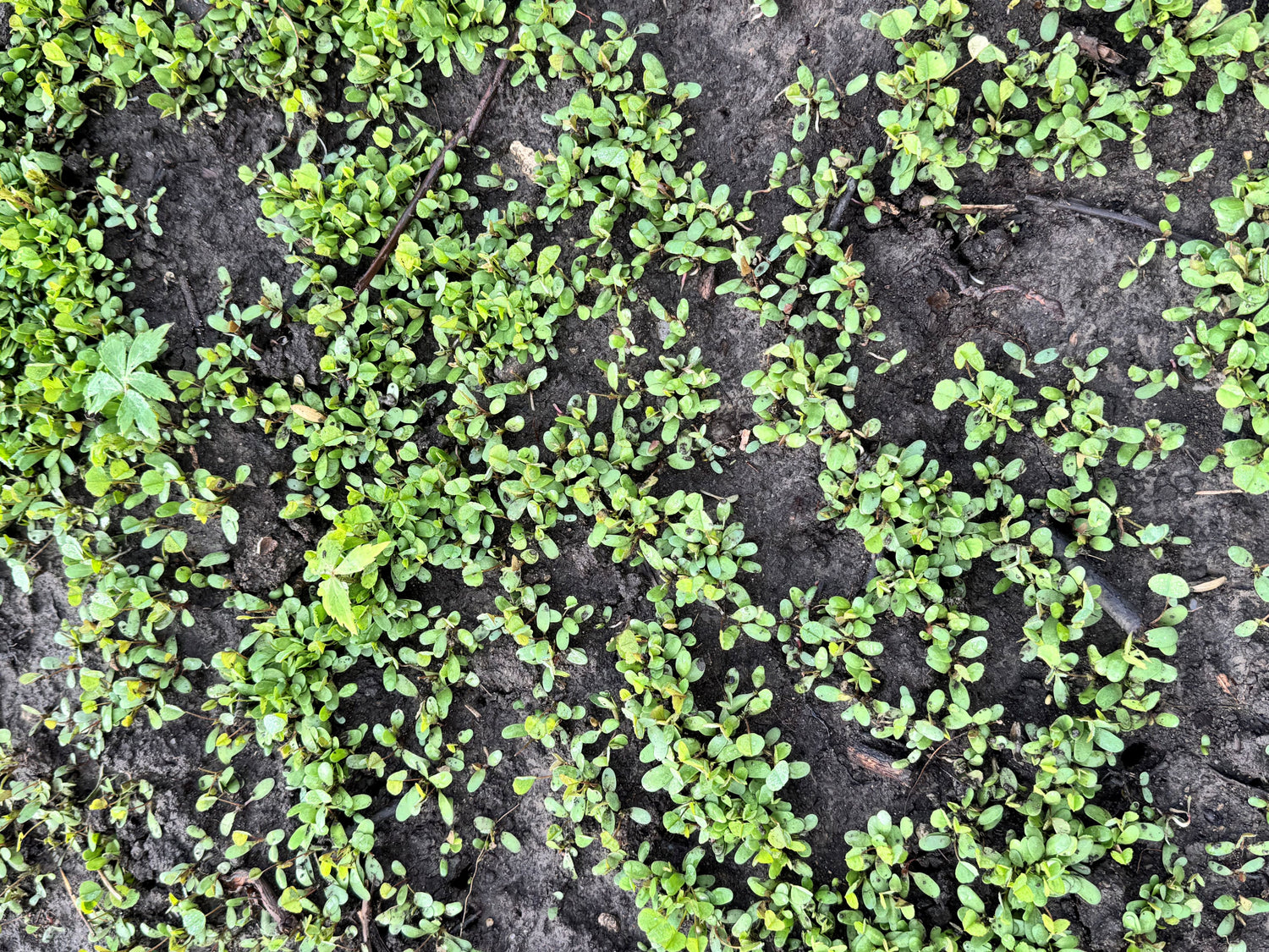 Biostar Seeder