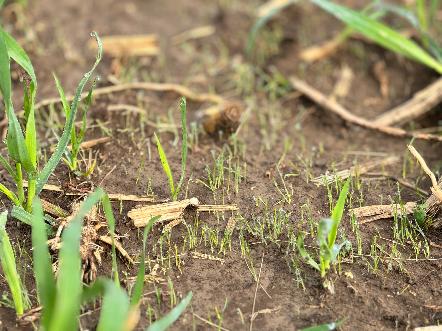 Biostar Seeder
